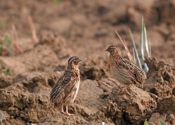 Los cazadores españoles volverán a hacer censos simultáneos de codorniz en el segundo ‘Coturnix Challenge’