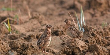 Los cazadores españoles volverán a hacer censos simultáneos de codorniz en el segundo ‘Coturnix Challenge’