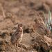 Los cazadores españoles volverán a hacer censos simultáneos de codorniz en el segundo ‘Coturnix Challenge’ 3 Los cazadores españoles volverán a hacer censos simultáneos de codorniz en el segundo ‘Coturnix Challenge’