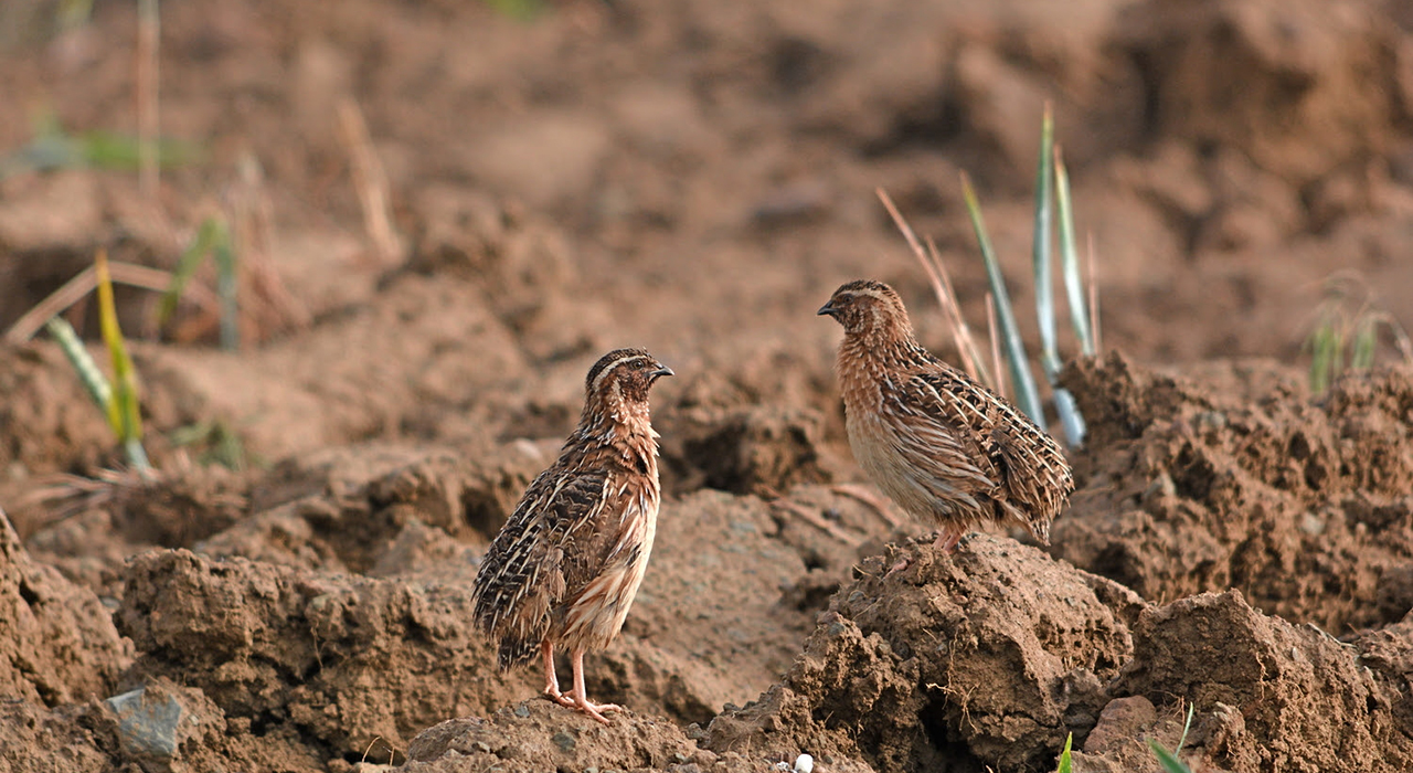 Los cazadores españoles volverán a hacer censos simultáneos de codorniz en el segundo ‘Coturnix Challenge’ 2 Los cazadores españoles volverán a hacer censos simultáneos de codorniz en el segundo ‘Coturnix Challenge’
