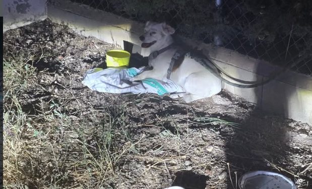 Multa de hasta 50.000 euros al dueño del perro abandonado de madrugada en el Albergue Provincial de Cuenca