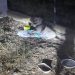 Multa de hasta 50.000 euros al dueño del perro abandonado de madrugada en el Albergue Provincial de Cuenca Multa de hasta 50.000 euros al dueño del perro abandonado de madrugada en el Albergue Provincial de Cuenca