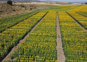 Nuevos campos de ensayo de girasol en Arcas, Valparaíso de Abajo y Albaladejito para mejorar las cosechas en Cuenca