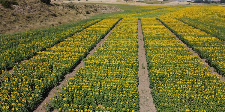 Nuevos campos de ensayo de girasol en Arcas, Valparaíso de Abajo y Albaladejito para mejorar las cosechas en Cuenca