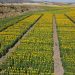 Nuevos campos de ensayo de girasol en Arcas, Valparaíso de Abajo y Albaladejito para mejorar las cosechas en Cuenca