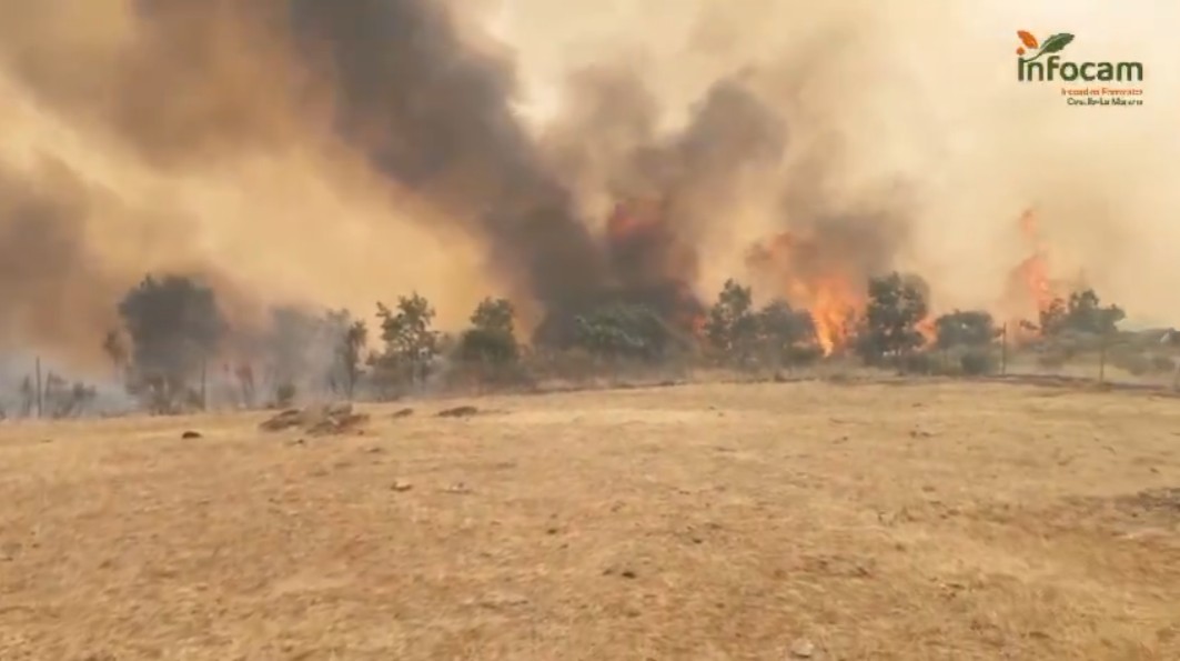 Ujados, La Miñosa, Albendiego y Cañamares, confinados por el incendio de La Mierla que ya arrasa 16.000 hectáreas 1 Ujados, La Miñosa, Albendiego y Cañamares, confinados por el incendio de La Mierla que ya arrasa 16.000 hectáreas