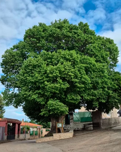 Valdemoro del Rey recupera el entorno de su histórico Olmo de la Romera gracias a la iniciativa vecinal 2 Este 16 de julio de 2026, el municipio conquense de Valdemoro del Rey ha culminado los trabajos de adecuación y recuperación del entorno del Olmo de la Romera, rehabilitando este espacio para el uso y disfrute de todos los ciudadanos.Colaboración con la Asociación San Miguel
La mejora de esta área pública se ha completado gracias a la ayuda y aportación directa de la Asociación de Vecinos San Miguel de la propia localidad. Con esta actuación conjunta, el municipio busca dar solución progresiva a las problemáticas locales, centrando sus esfuerzos en el mantenimiento y la conservación continua de los espacios del pueblo.Hemeroteca: Un emblema histórico para Valdemoro
El Olmo de la Romera está catalogado como el árbol más representativo del municipio y destaca por ser uno de los ejemplares más antiguos y de mayor valor ambiental de la región. Situado estratégicamente en la calle principal, justo en el acceso de entrada al pueblo, este árbol ha sido durante décadas el gran referente visual y punto de encuentro para los vecinos. El nivel de arraigo de este ejemplar en la identidad local es tan profundo que, en años anteriores, los habitantes llegaron a impulsar iniciativas como la creación de camisetas conmemorativas con su imagen.Esta reciente intervención paisajística y de mantenimiento no es un hecho aislado, sino que da continuidad a la larga trayectoria de Valdemoro del Rey en la protección de su patrimonio natural. Al acondicionar el entorno del olmo, se conecta el respeto por el archivo histórico de la localidad con las necesidades de habitabilidad del presente, garantizando que el símbolo más querido del pueblo siga presidiendo la vida vecinal en condiciones óptimas.