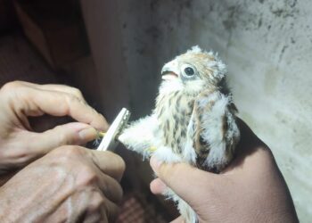 El primillar de Quer vuelve a superar los treinta pollos nacidos en libertad