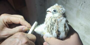 El primillar de Quer vuelve a superar los treinta pollos nacidos en libertad