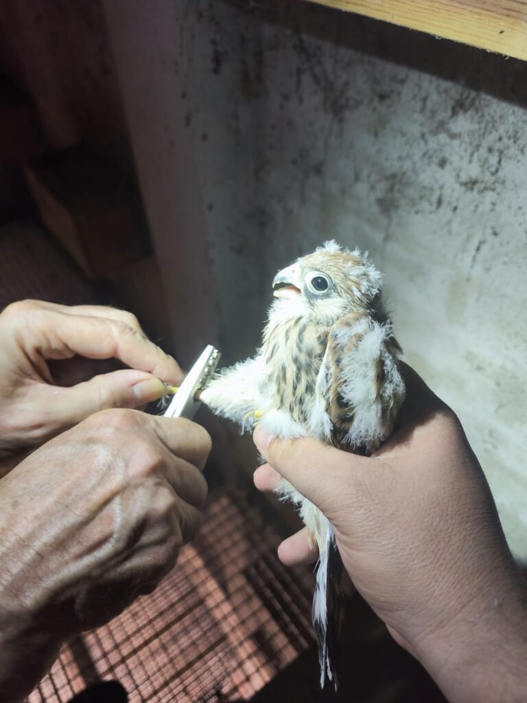 El primillar de Quer vuelve a superar los treinta pollos nacidos en libertad 2 WhatsApp Image 2026 06 29 at 13.08.28
