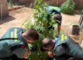 Investigan a dos personas en Casasimarro tras hallar 55 plantas de marihuana en el patio de un bar