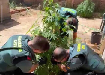 Investigan a dos personas en Casasimarro tras hallar 55 plantas de marihuana en el patio de un bar Investigan a dos personas en Casasimarro tras hallar 55 plantas de marihuana en el patio de un bar