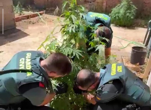 Investigan a dos personas en Casasimarro tras hallar 55 plantas de marihuana en el patio de un bar Investigan a dos personas en Casasimarro tras hallar 55 plantas de marihuana en el patio de un bar