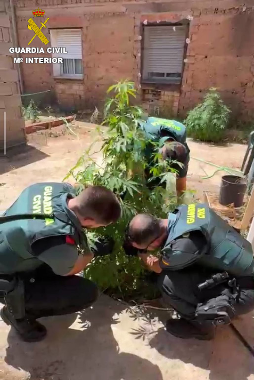 Investigan a dos personas en Casasimarro tras hallar 55 plantas de marihuana en el patio de un bar Investigan a dos personas en Casasimarro tras hallar 55 plantas de marihuana en el patio de un bar