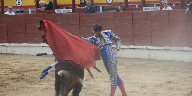 Daniel Moset corta cuatro orejas en la novillada de San Roque en Sigüenza Daniel Moset corta cuatro orejas en la novillada de San Roque en Sigüenza