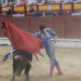 Daniel Moset corta cuatro orejas en la novillada de San Roque en Sigüenza Daniel Moset corta cuatro orejas en la novillada de San Roque en Sigüenza