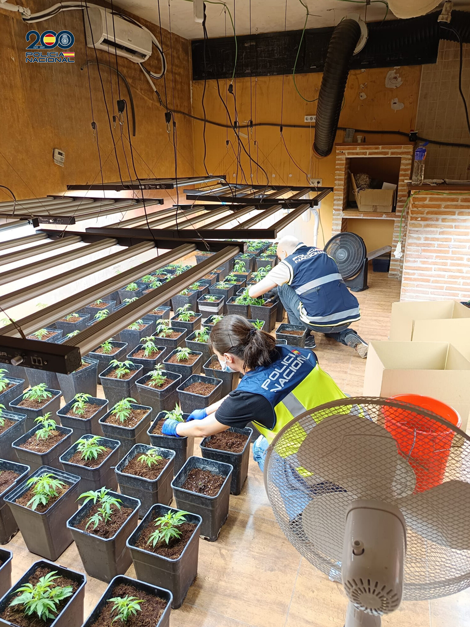 Desmantelan un laboratorio de marihuana en un chalet de la urbanización El Clavín de Chiloeches con cinco detenidos 1 Desmantelan un laboratorio de marihuana en un chalet de la urbanización El Clavín de Chiloeches con cinco detenidos