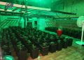 Desmantelan un laboratorio de marihuana en un chalet de la urbanización El Clavín de Chiloeches con cinco detenidos