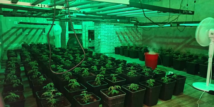 Desmantelan un laboratorio de marihuana en un chalet de la urbanización El Clavín de Chiloeches con cinco detenidos Desmantelan un laboratorio de marihuana en un chalet de la urbanización El Clavín de Chiloeches con cinco detenidos