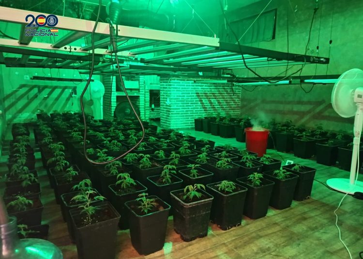 Desmantelan un laboratorio de marihuana en un chalet de la urbanización El Clavín de Chiloeches con cinco detenidos