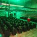 Desmantelan un laboratorio de marihuana en un chalet de la urbanización El Clavín de Chiloeches con cinco detenidos