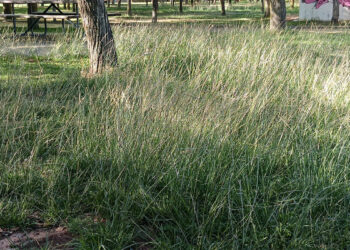 IU denuncia que el abandono de Azuqueca sigue siendo la norma