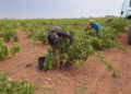 La Denominación de Origen La Mancha entra en el ecuador de la vendimia 2026