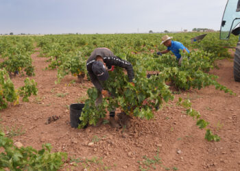 La Denominación de Origen La Mancha entra en el ecuador de la vendimia 2026