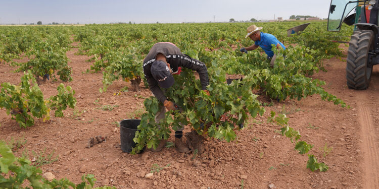 La Denominación de Origen La Mancha entra en el ecuador de la vendimia 2026 La Denominación de Origen La Mancha entra en el ecuador de la vendimia 2026