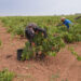 La Denominación de Origen La Mancha entra en el ecuador de la vendimia 2026 La Denominación de Origen La Mancha entra en el ecuador de la vendimia 2026