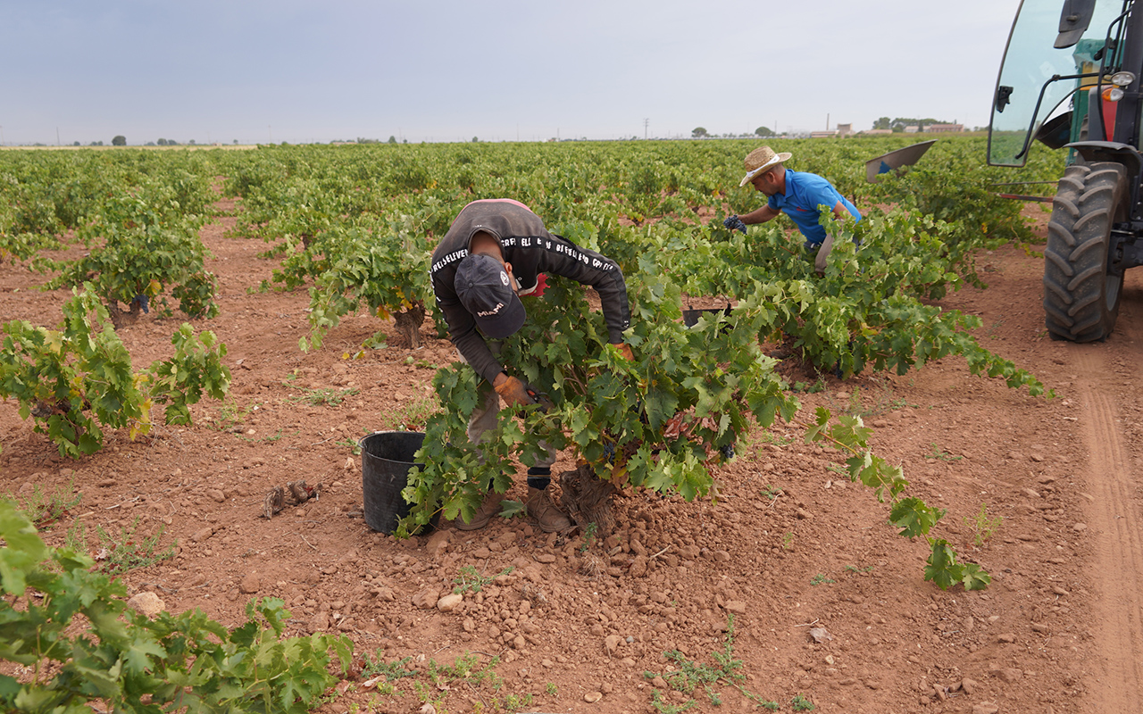La Denominación de Origen La Mancha entra en el ecuador de la vendimia 2026 La Denominación de Origen La Mancha entra en el ecuador de la vendimia 2026