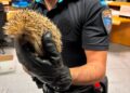 La Policía Local de Cuenca rescata y devuelve a su hábitat a un erizo localizado en el casco urbano