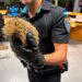 La Policía Local de Cuenca rescata y devuelve a su hábitat a un erizo localizado en el casco urbano La Policía Local de Cuenca rescata y devuelve a su hábitat a un erizo localizado en el casco urbano