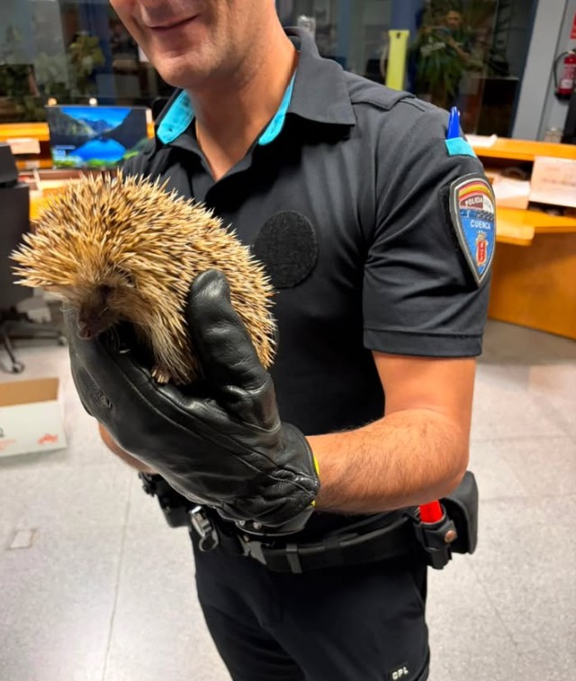 La Policía Local de Cuenca rescata y devuelve a su hábitat a un erizo localizado en el casco urbano La Policía Local de Cuenca rescata y devuelve a su hábitat a un erizo localizado en el casco urbano