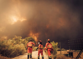 Los ingenieros agrónomos preparan medidas de apoyo para los afectados por los incendios