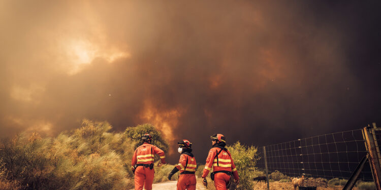 Los ingenieros agrónomos preparan medidas de apoyo para los afectados por los incendios Los ingenieros agrónomos preparan medidas de apoyo para los afectados por los incendios