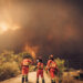 Los ingenieros agrónomos preparan medidas de apoyo para los afectados por los incendios Los ingenieros agrónomos preparan medidas de apoyo para los afectados por los incendios