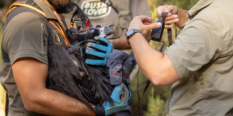 Nace en el Alto Tajo el primer buitre negro en un siglo y emerge una nueva colonia Nace en el Alto Tajo el primer buitre negro en un siglo y emerge una nueva colonia