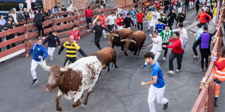 Guadalajara corona su encierro más veloz con los toros de Román Sorando en el casco histórico Guadalajara corona su encierro más veloz con los toros de Román Sorando en el casco histórico