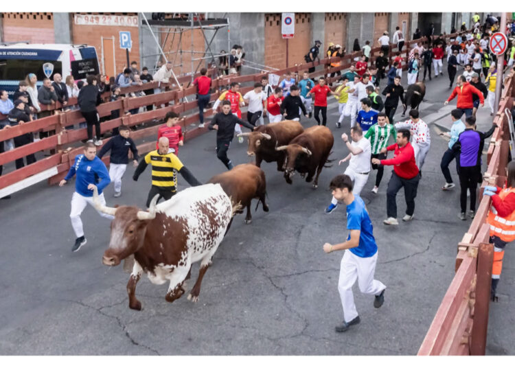 Guadalajara corona su encierro más veloz con los toros de Román Sorando en el casco histórico