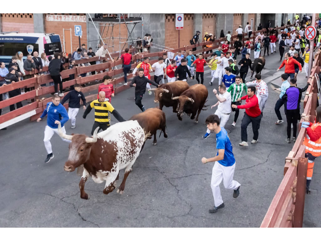 Guadalajara corona su encierro más veloz con los toros de Román Sorando en el casco histórico Guadalajara corona su encierro más veloz con los toros de Román Sorando en el casco histórico