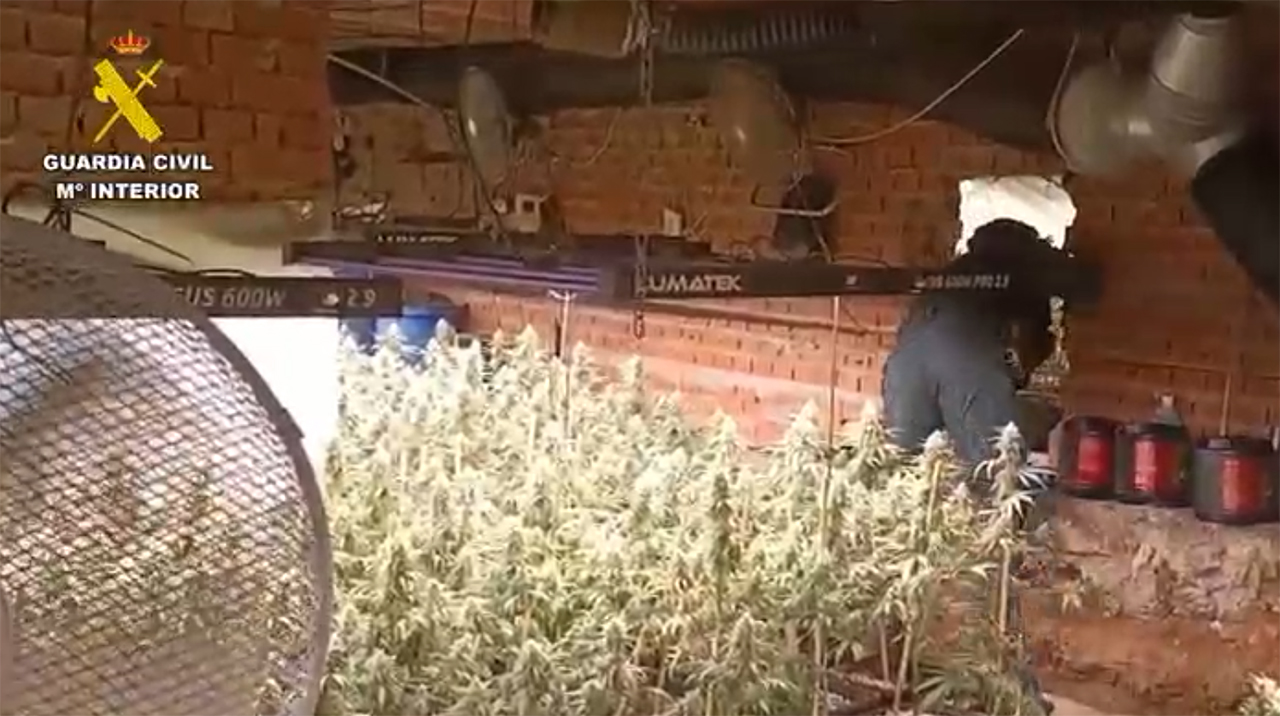 Desarticulan una red de cultivo de marihuana en chalets de Guadalajara y el Corredor del Henares con casi 3.000 plantas incautadas 1 Desarticulan una red de cultivo de marihuana en chalets de Guadalajara y el Corredor del Henares con casi 3.000 plantas incautadas
