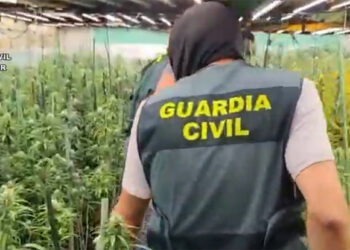 Desarticulan una red de cultivo de marihuana en chalets de Guadalajara y el Corredor del Henares con casi 3.000 plantas incautadas Desarticulan una red de cultivo de marihuana en chalets de Guadalajara y el Corredor del Henares con casi 3.000 plantas incautadas