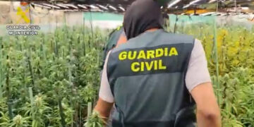 Desarticulan una red de cultivo de marihuana en chalets de Guadalajara y el Corredor del Henares con casi 3.000 plantas incautadas