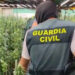 Desarticulan una red de cultivo de marihuana en chalets de Guadalajara y el Corredor del Henares con casi 3.000 plantas incautadas Desarticulan una red de cultivo de marihuana en chalets de Guadalajara y el Corredor del Henares con casi 3.000 plantas incautadas