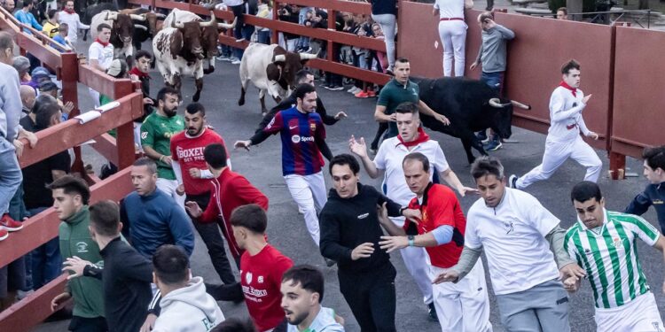 El tercer encierro de Guadalajara llena el coso de Las Cruces en una carrera limpia de casi seis minutos El tercer encierro de Guadalajara llena el coso de Las Cruces en una carrera limpia de casi seis minutos