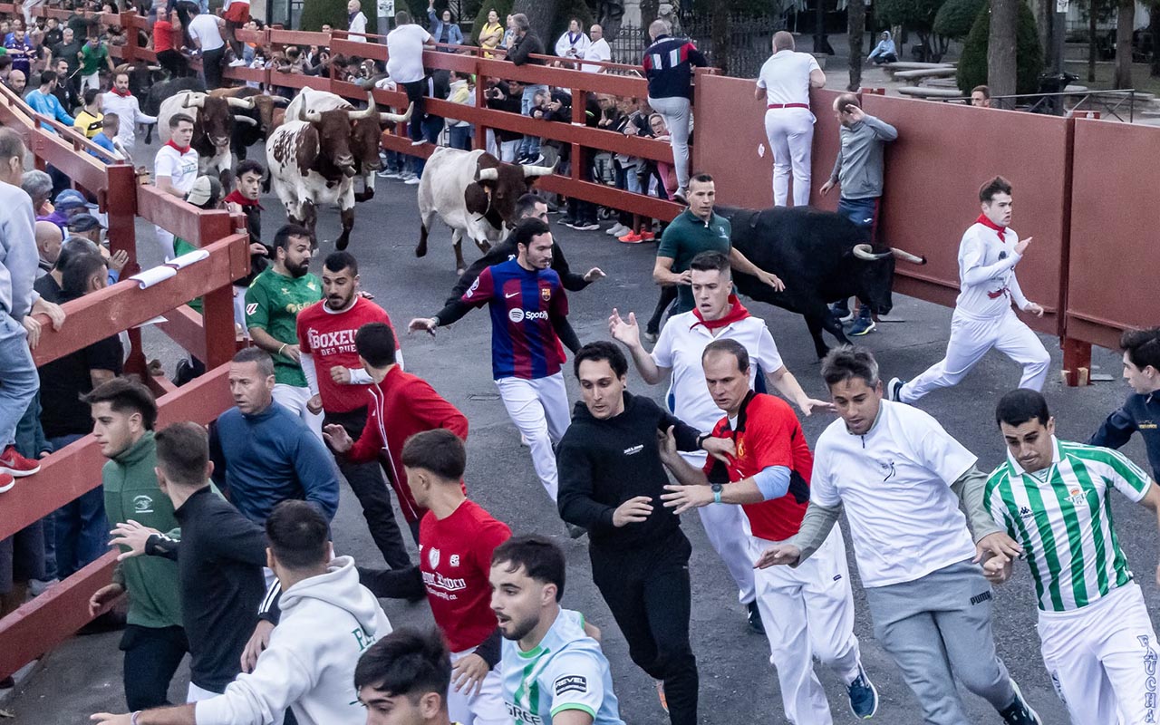 El tercer encierro de Guadalajara llena el coso de Las Cruces en una carrera limpia de casi seis minutos El tercer encierro de Guadalajara llena el coso de Las Cruces en una carrera limpia de casi seis minutos