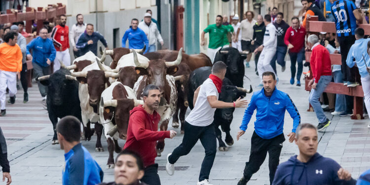 Guadalajara abrirá gratis la plaza de toros tras un segundo encierro veloz con dos heridos leves Guadalajara abrirá gratis la plaza de toros tras un segundo encierro veloz con dos heridos leves