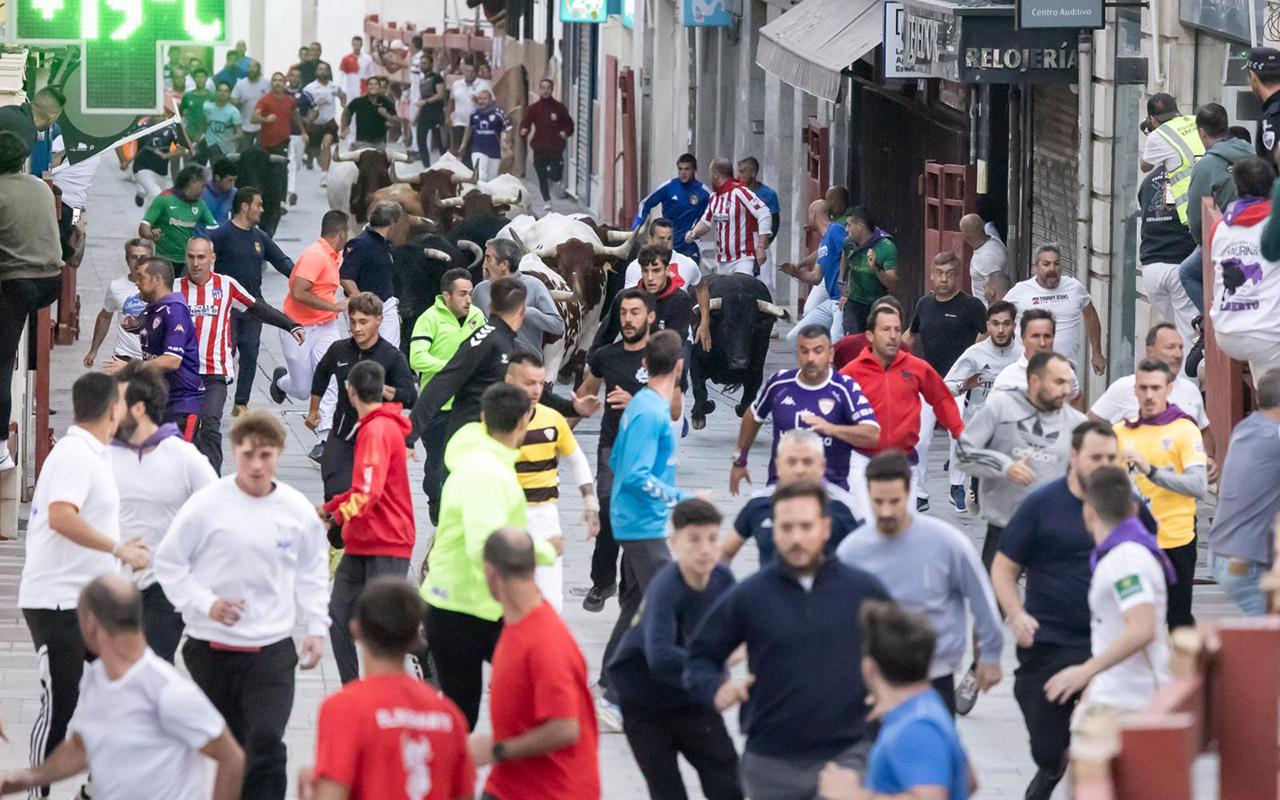 Guadalajara estrena los encierros de la Antigua con una carrera veloz por el casco histórico y sin heridos Guadalajara estrena los encierros de la Antigua con una carrera veloz por el casco histórico y sin heridos