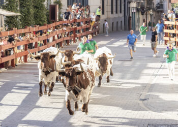 La Cabestrada de Saleri II pone a prueba con éxito el recorrido de los encierros de Guadalajara